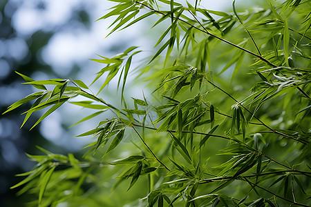 青翠植物的特写图片