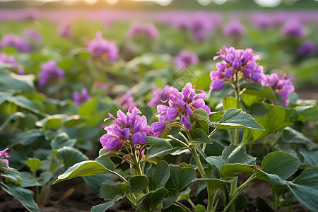 田园风光的紫色花朵图片