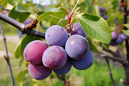 紫色果实悬挂在树枝中图片