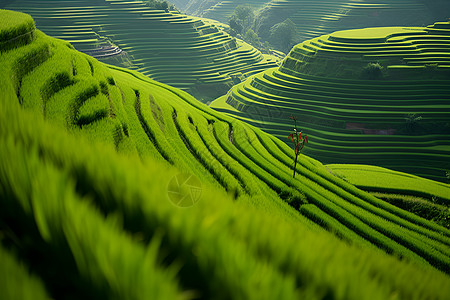 绿色田野图片