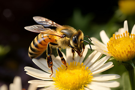 忙碌的蜜蜂在花朵上采蜜图片