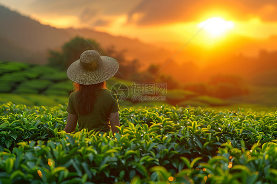 翠绿茶海图片