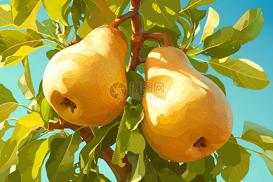树上的两只梨子图片