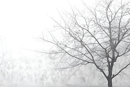 雾中的孤树图片
