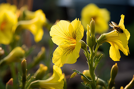 阳光下盛放的黄花图片