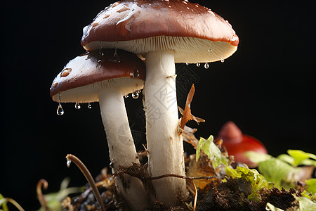 泥土里的蘑菇图片