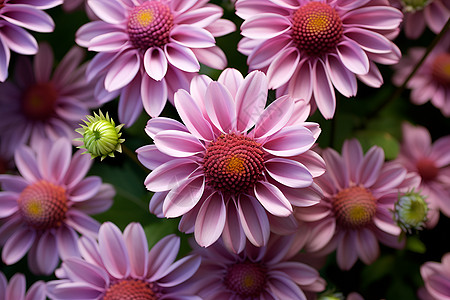 粉紫绮丽的花丛图片