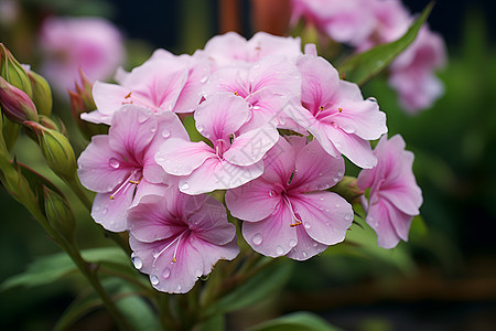 水滴洒在粉色花朵上图片