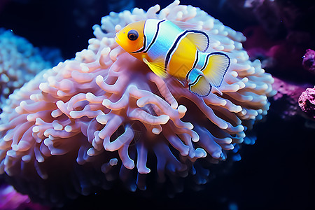 海底彩色水下世界图片