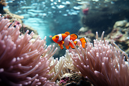 小丑鱼与珊瑚共舞图片