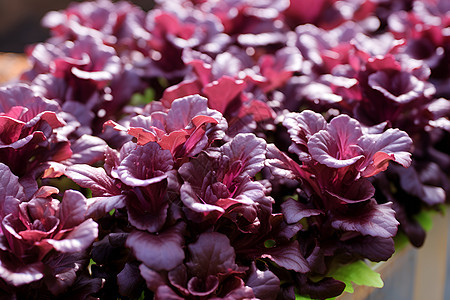 营养紫色蔬菜图片