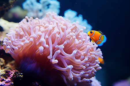 海底的美丽珊瑚图片