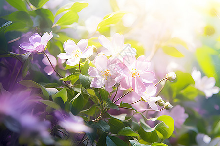 紫色鲜花图片