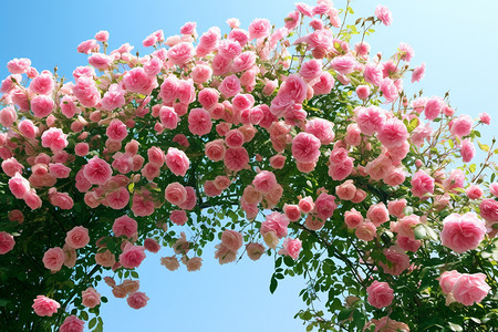 浪漫玫瑰花丛图片