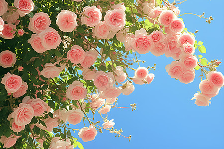 蓝天下的粉色玫瑰图片