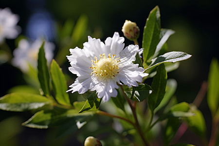阳光明媚下的白色花朵图片
