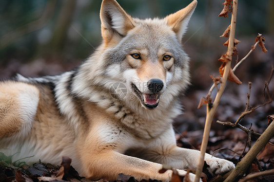 一只野狼在休息图片