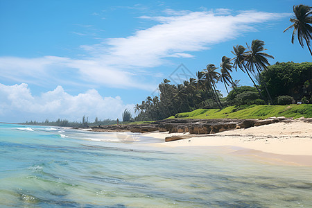 海滩上的热带风情图片