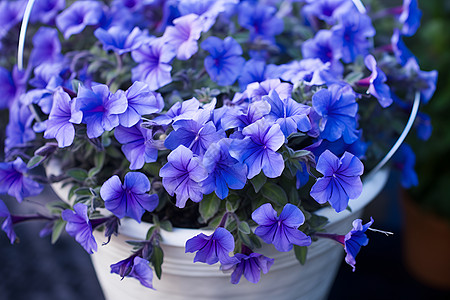 紫色花朵盆栽图片