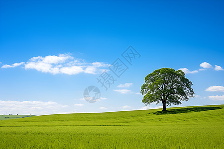 绿色田野的孤树图片