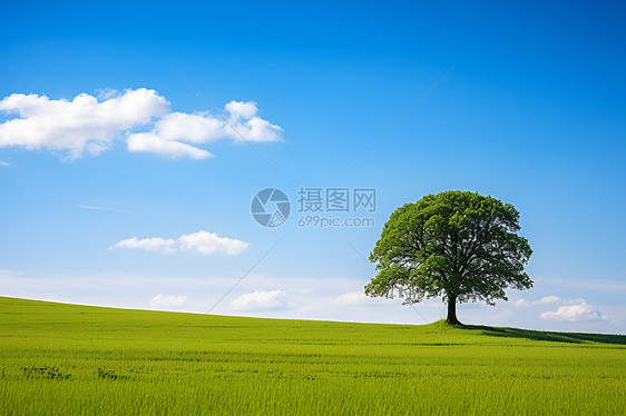 草原孤树图片