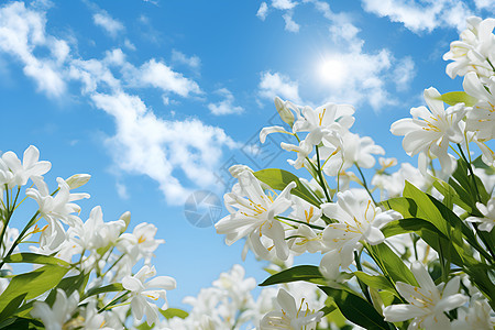 一片白色的花朵图片