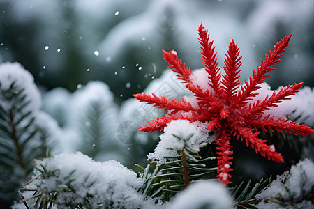 松树上的白雪图片