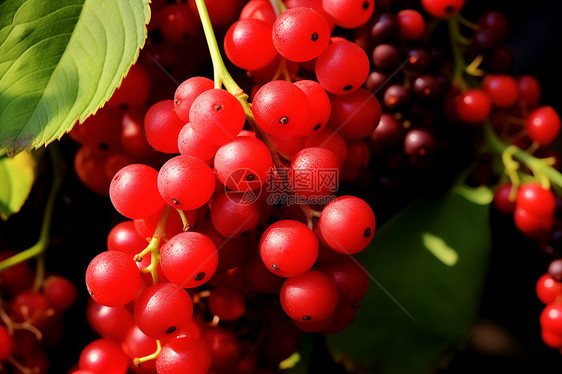 成熟的红色浆果图片
