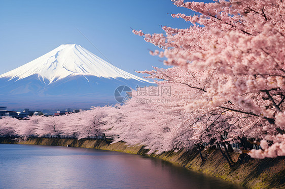 湖泊的樱花树图片