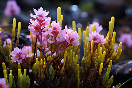 花香盎然图片