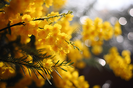 黄花绽放于树丛之间图片