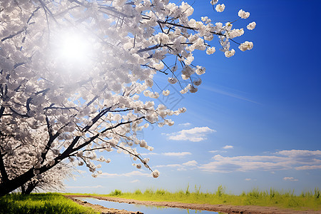 春日白花树下的美丽风景图片