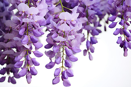 绚烂盛开的紫藤花图片