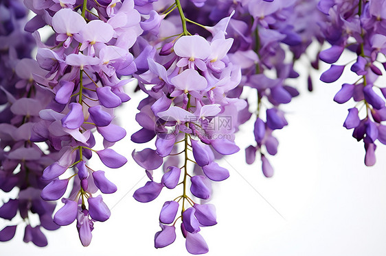 绚烂盛开的紫藤花图片