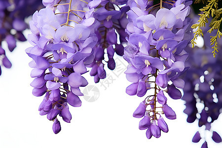紫色藤蔓垂挂着花朵图片