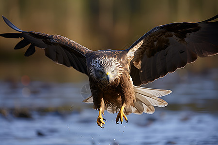 湿地中飞过的老鹰图片
