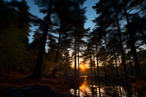 森林中的落日余晖图片