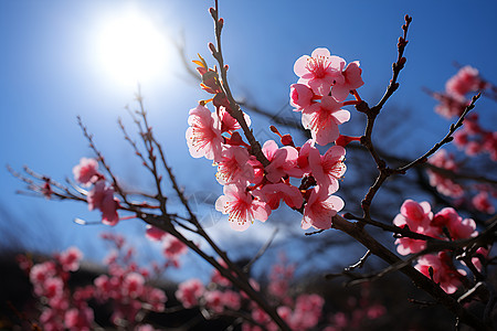 阳光下梅花绽放图片