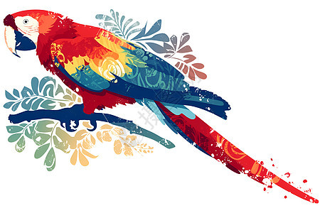 彩色鹦鹉插画图片