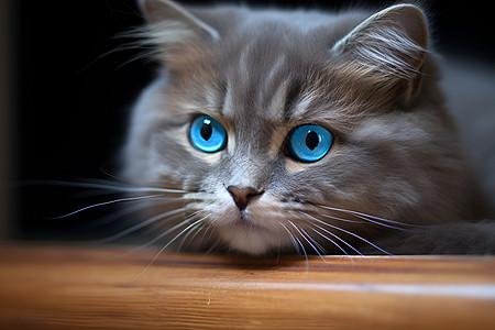 木桌上的蓝眼猫咪图片