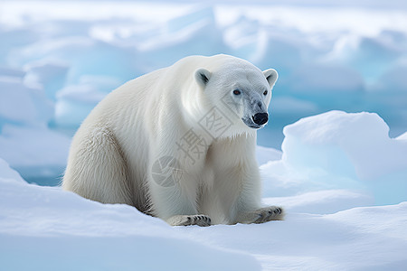 冰块上的北极熊图片