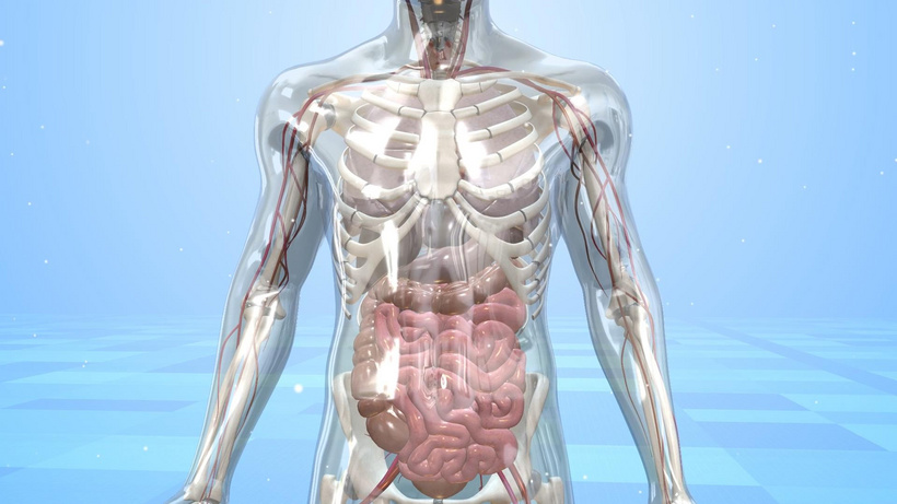 三维医疗教育人体构造示意图视频模板3d立体aep