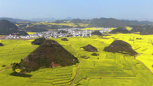 航拍云南著名旅游景点罗平金鸡峰丛景区视频视频素材