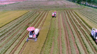 快速收割稻谷科学农作业4K航拍视频素材