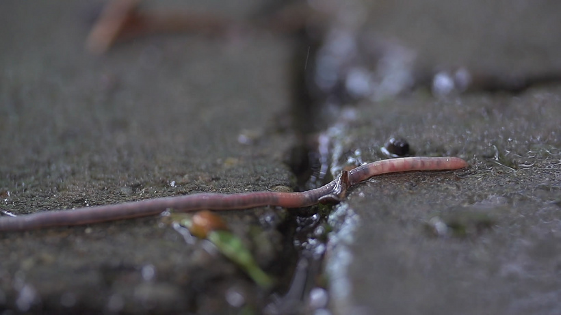 雨天蚯蚓爬行实拍视频趴卧