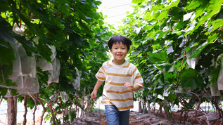 小男孩在葡萄架间欢乐地奔跑视频素材