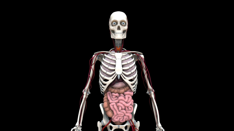 三维医疗人体骨骼内脏构造视频素材3d立体aep