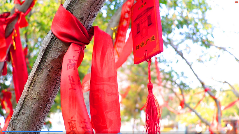 古树挂祈福红丝带月老树树身mp4