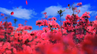浪漫红花背景视频视频素材