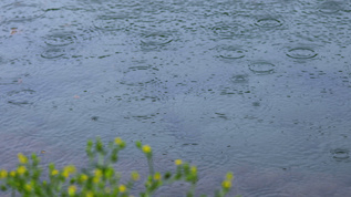 4K拍摄春雨雨滴落在湖面视频素材